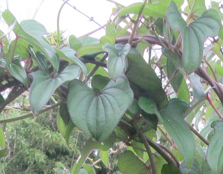 オニドコロとヤマノイモ、毒と食用を見分けるポイント - あいかわ公園自然観察ガイド