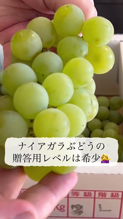 楽天市場 予約商品発送は2025年7月より7月実付き ぶどう鉢植え 葡萄 苗木 ナイアガラ : 園芸百貨店何でも揃うこぼんさい