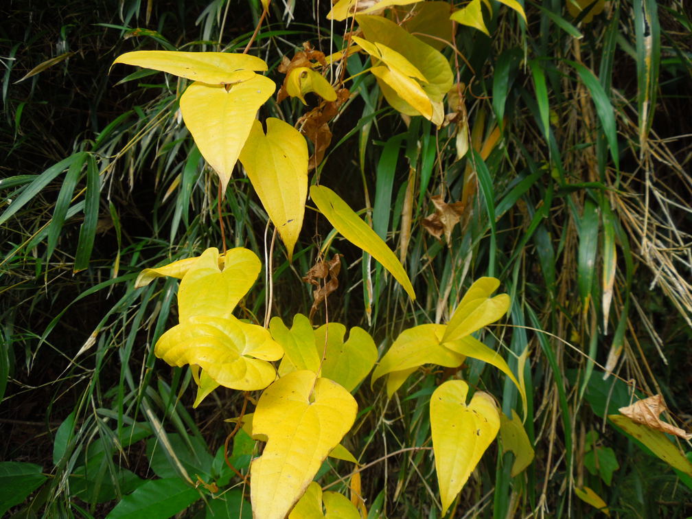 藤原祥弘掘って食べよう！山芋掘り入門WILD MIND GO! GO