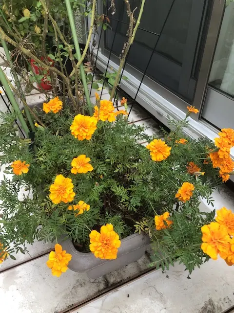 マリーゴールドとトマトのお供を植える - トマトのストックフォトや画像を多数ご用意 - トマト, マリーゴールド, カラー画像 - iStock