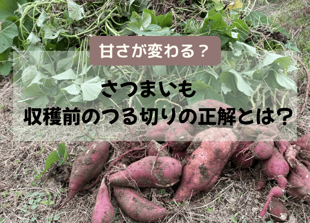 芋のつるのきんぴら炒め