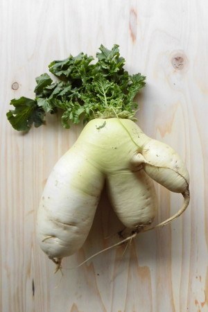 初めての人参栽培、変な形の人参がたくさん出来ましたたか爺の楽しい家庭菜園・ガーデニングなど