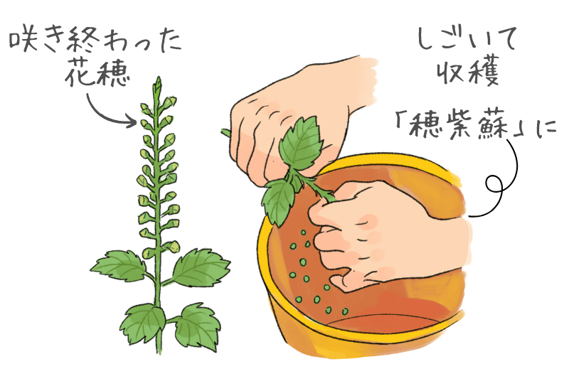 初心者でも簡単！しそ 大葉 の種からはじめるプランターでの育て方しま農研