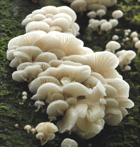 ヌメリツバタケ Mucidula mucida var. asiatica タマバリタケ科 Physalacriaceae ヌメリツバタケ属三河の植物観察野草