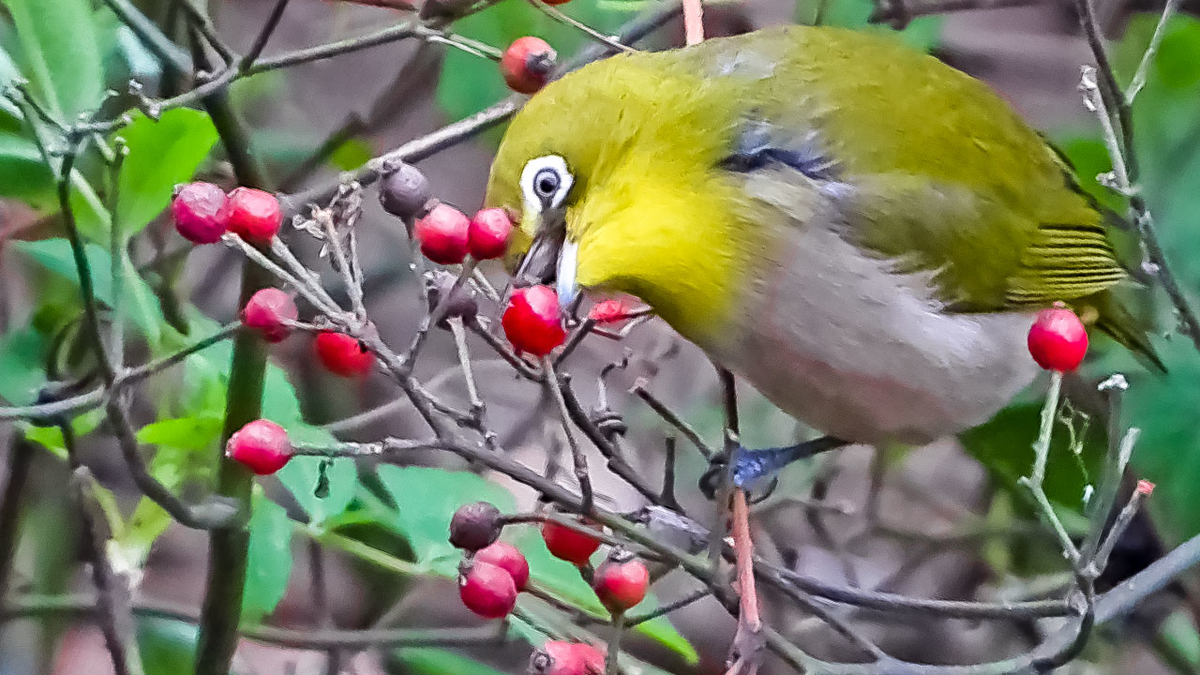 実は食べられるんです公園だより海洋博公園 Official Site - スマートフォン版