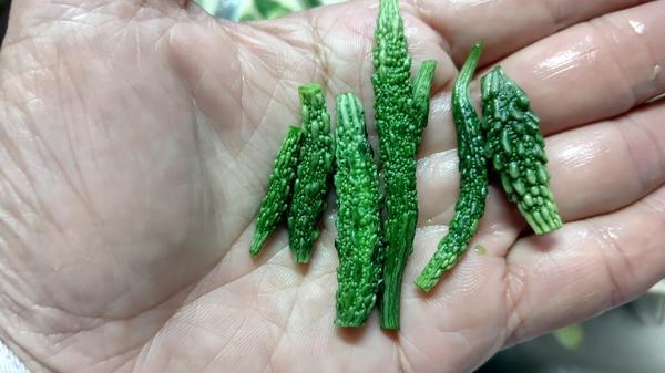 ゴーヤ栽培ワンポイントアドバイスvalor-navi バローナビ