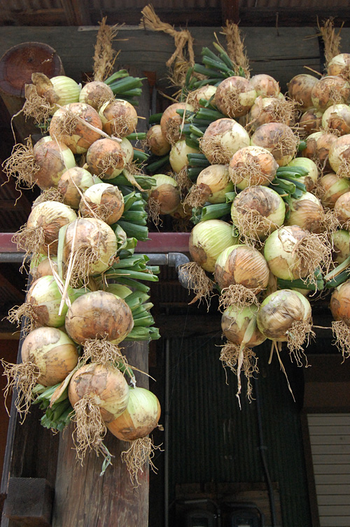 生のまま玉ねぎの保存方法