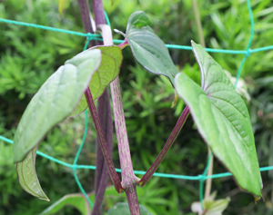 この写真は自然薯の葉、むかごでしょうか？ - また、見分け方など- Yahoo!知恵袋