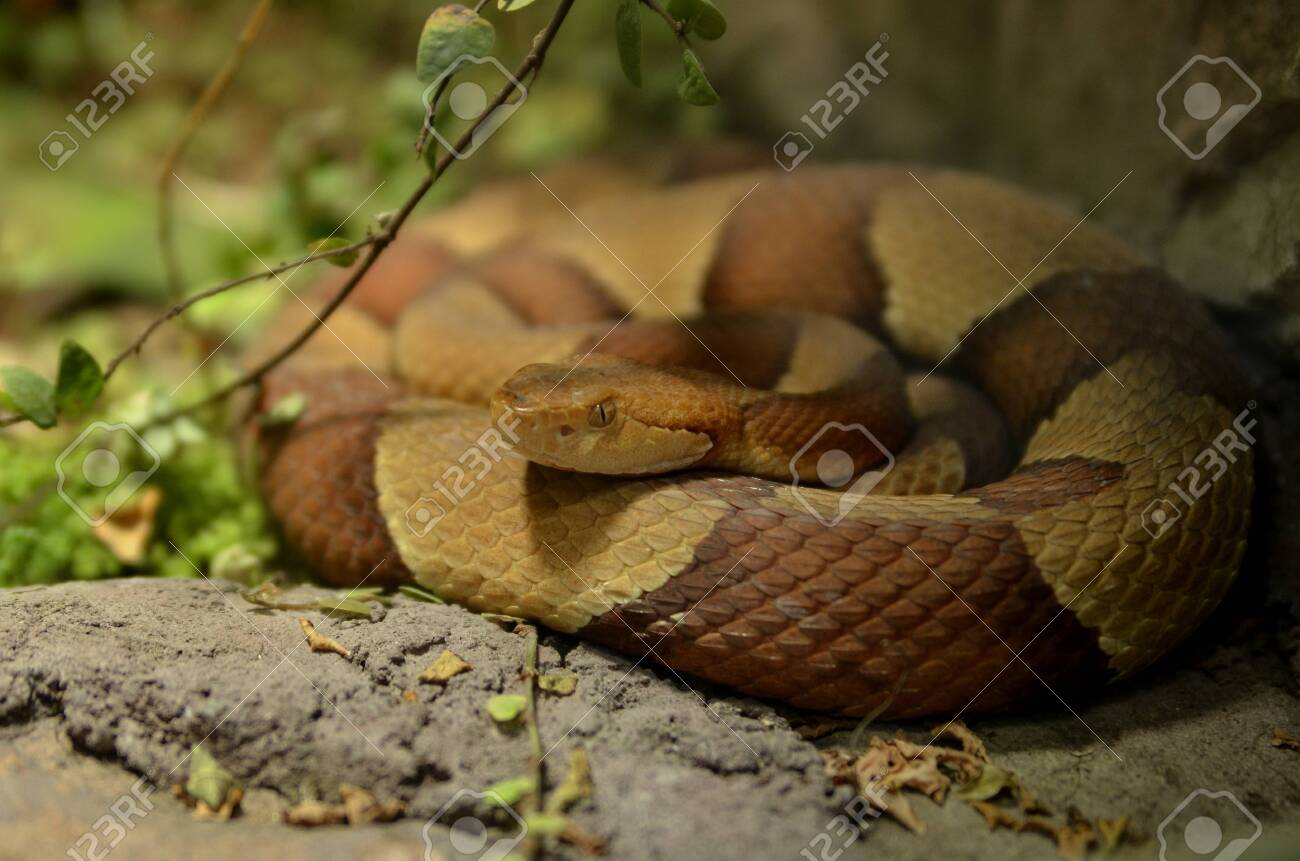 鳥を食べるヘビ