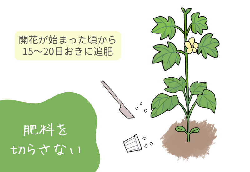 オクラの葉っぱがクルクル巻きに！？ - けろりんブログ