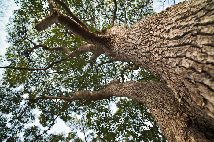 クヌギ - Wikipedia