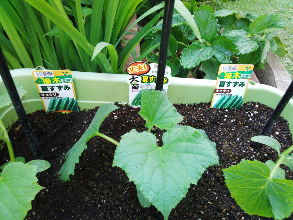 キュウリの後作にオススメの野菜！！後作にメリットがある野菜はコレ！～狭い庭で家庭菜園～