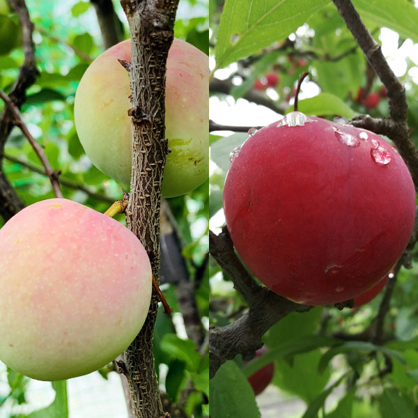 博多の定番おつまみ！ 居酒屋 個室 もつ鍋 餃子 芋蔵 新宿 焼酎 喫煙可能店公式 芋蔵 新宿西口店