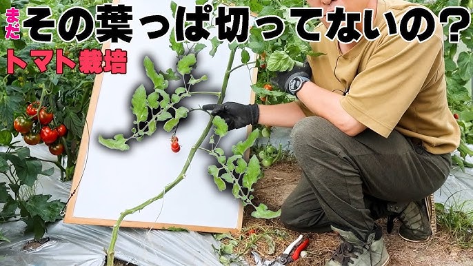 家庭菜園 ミニトマトの摘心！しないとどうなる？摘芯後は何をすればいいかも紹介
