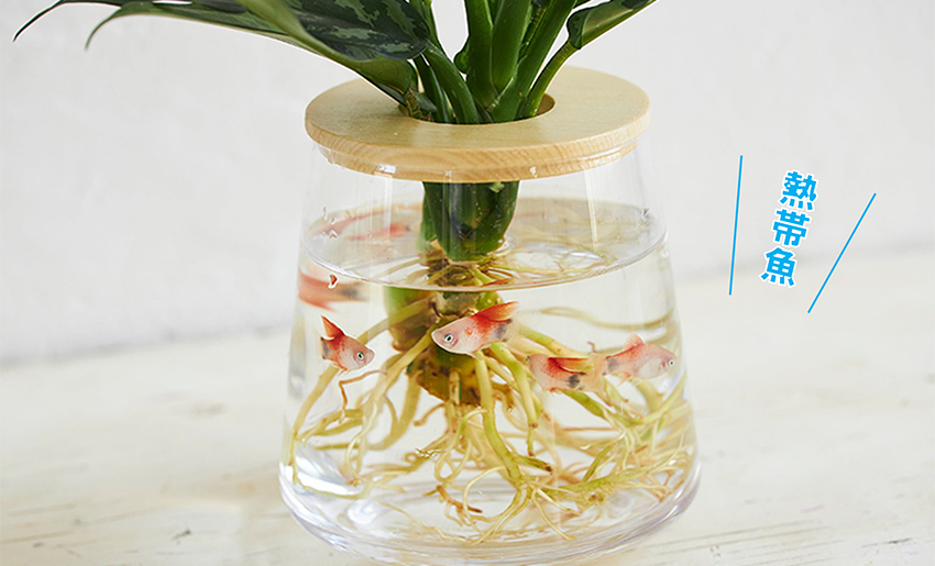 水槽で魚を飼ってその水で野菜を育てる？！新しい循環型農業「アクアポニックス」森ノオト