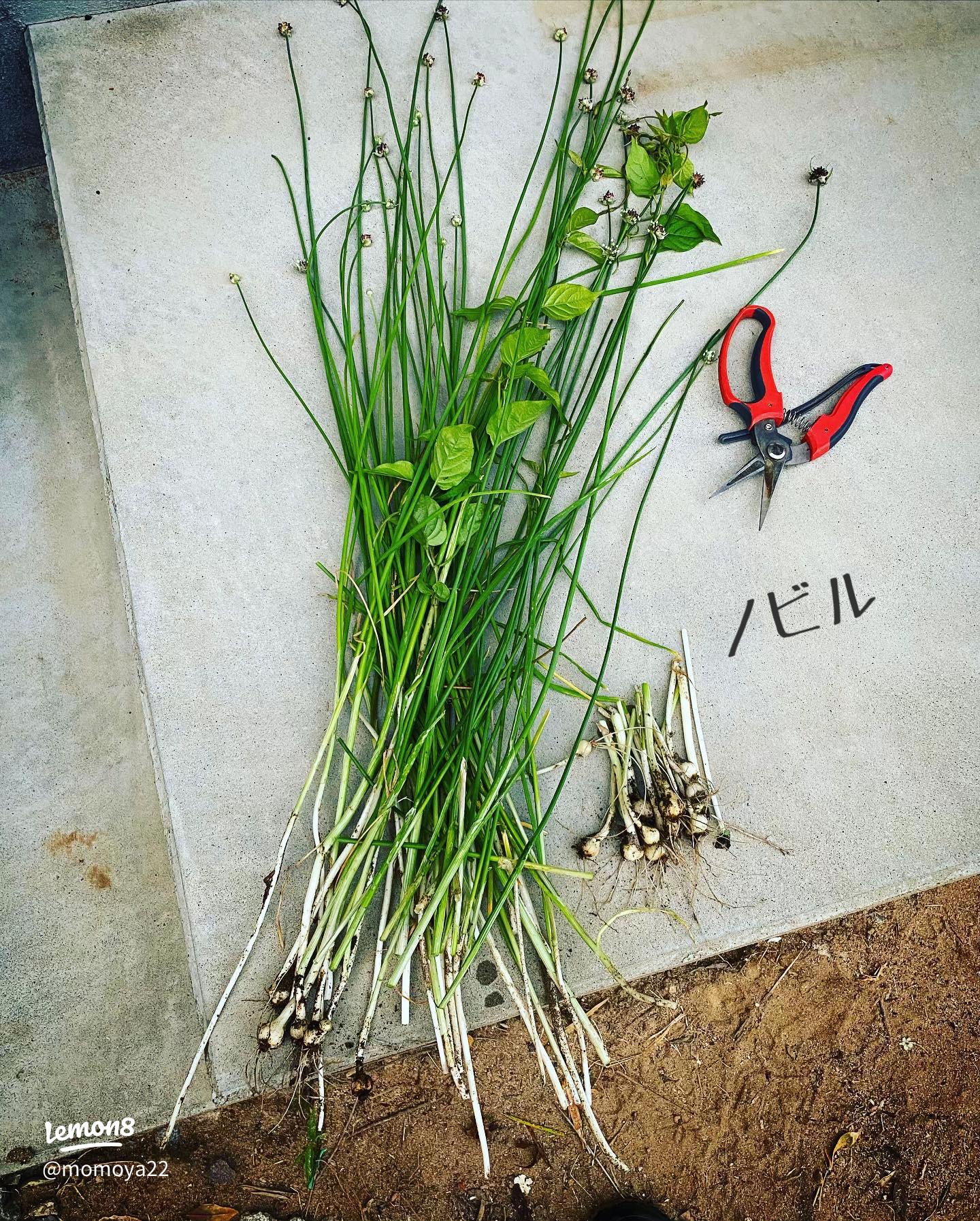 食べたことある？雑草「スベリヒユ」の食べ方から見分けかたまで - macaroni