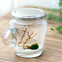 SONOアクアプランツファーム on X: 