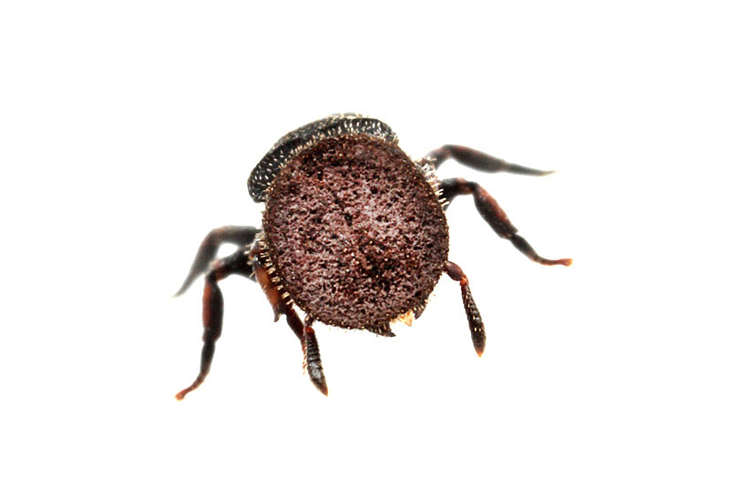 ナベブタイラスト無料イラスト・フリー素材なら「イラストAC」