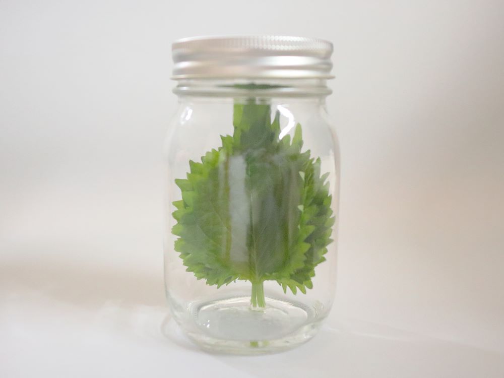 意外と試してない？紫蘇の冷凍保存