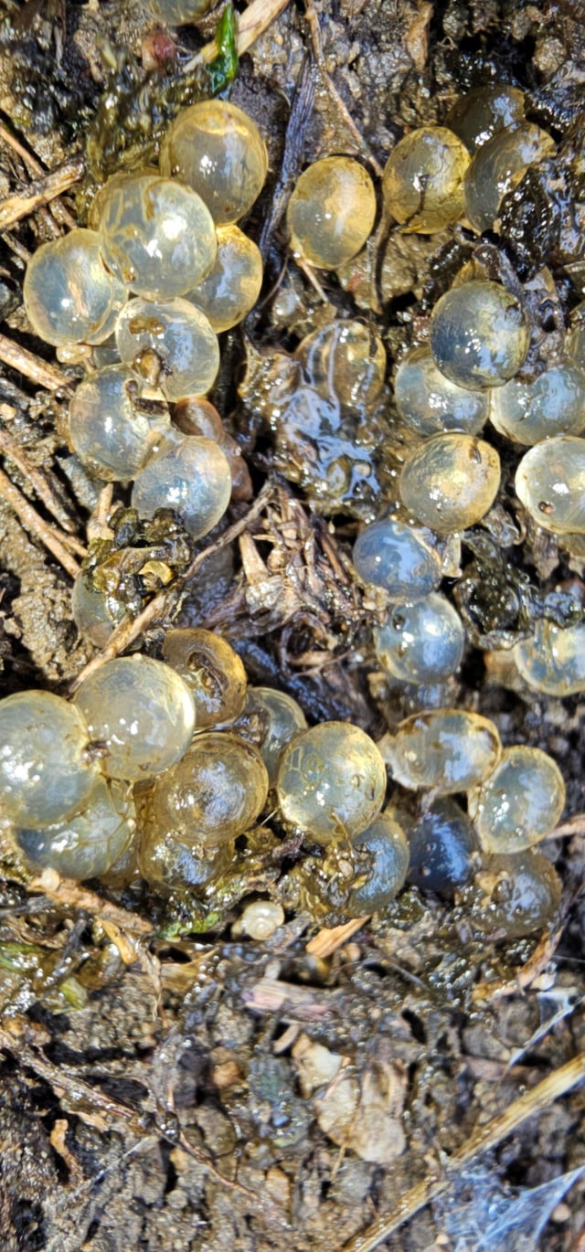 スケルトンたまごを作ろう実験自由研究プロジェクト学研×朝日新聞キッズネット