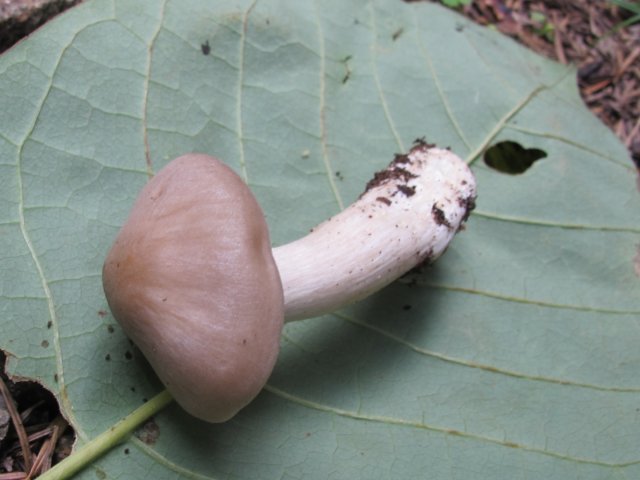 国産天然きのこ キノコ裏紅ほていしめじ イッポンシメジ・うらべにほていしめじ 300g - 奥会津旬彩館