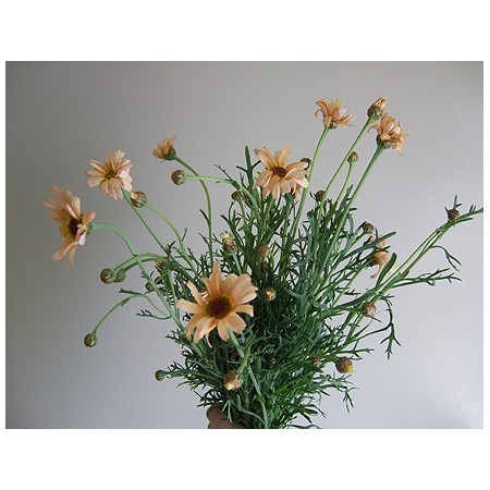 生花 マーガレット ドリームアプリコット - 花材通販はなどんやアソシエ