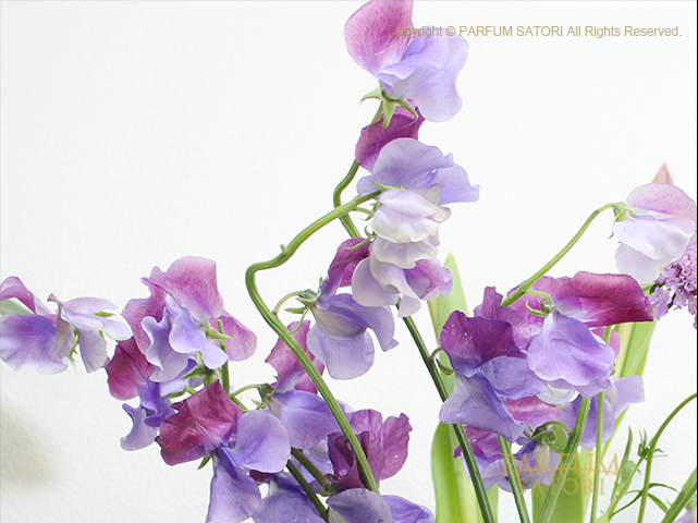 花の種 シックなスイートピー ニンバス 8粒Yahoo!フリマ 旧PayPayフリマ