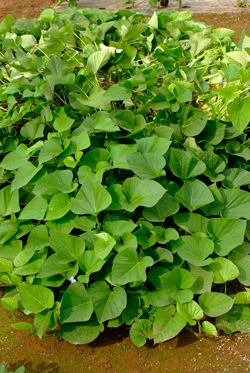 新米に「さつまいものツル」の佃煮YOBISHI