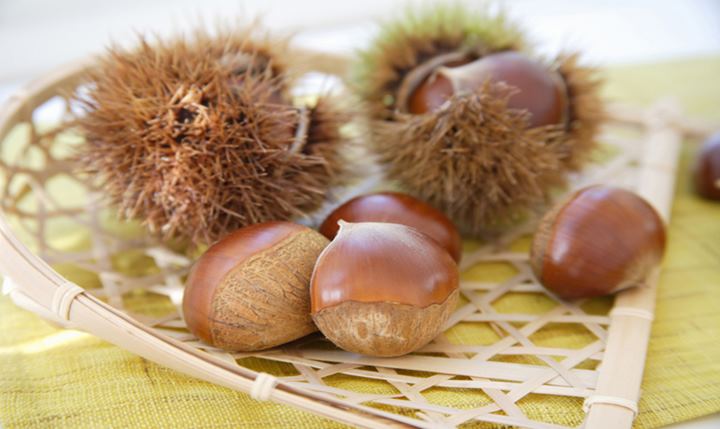 赤, 動物, 茶色, 食べ物, ボケ味, 動物, 見て, 竹, かわいい, 植物, 枝, 食べる, パンダ, ぼかし効果, 銃口, レッサーパンダ用, セクション 高画質の壁紙Pxfuel