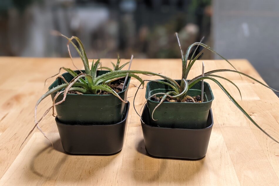 トレランや登山用ソフトフラスクおすすめ５選！代用に100均は使えるかも検証！山行こ