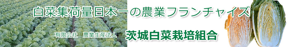 楽天市場 霜降り 白菜の通販