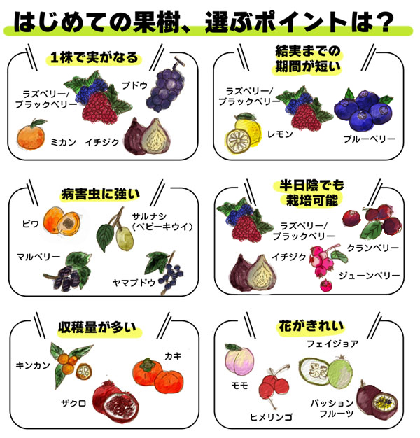 林檎や蜜柑などの果物のなる樹木の相続税評価方法