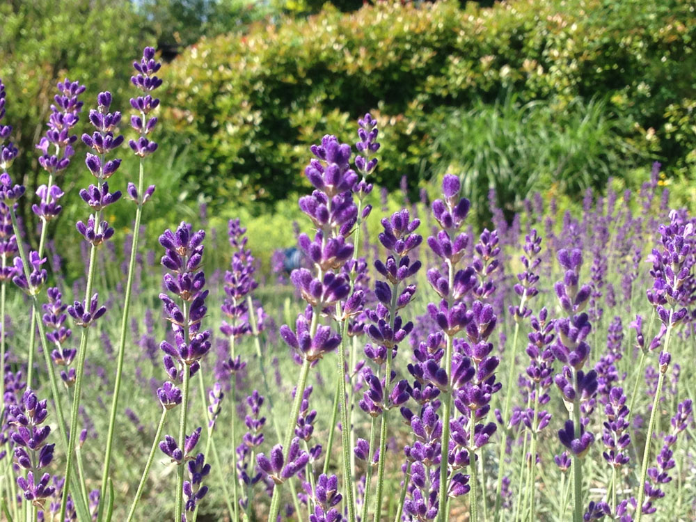 イングリッシュラベンダー：アヴィニョンアーリーブルー3.5号ポット の通販園芸ネット