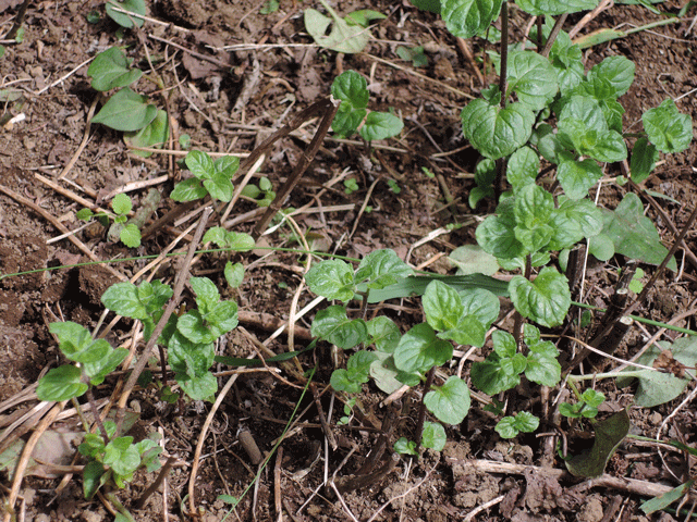 華麗なるミントの復活劇 虫食いミントを全剪定した結果。根っこだけ残した苗は再生したのか？無趣味社会人たっつーの「とりあえずやってみたけど？」