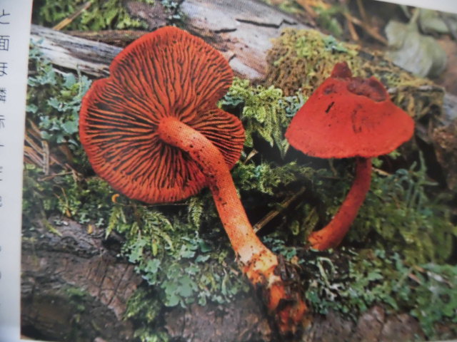 ドラクエ10「赤キノコ栽培日記」をドロップするモンスター経験値順