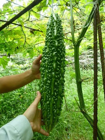 ニガウリ ゴーヤー野菜 山田式家庭菜園教室～Dr.藤目改訂版～調べるタキイ種苗株式会社