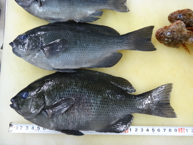 メジナの刺身 捌き方から盛り付けまで- YouTube