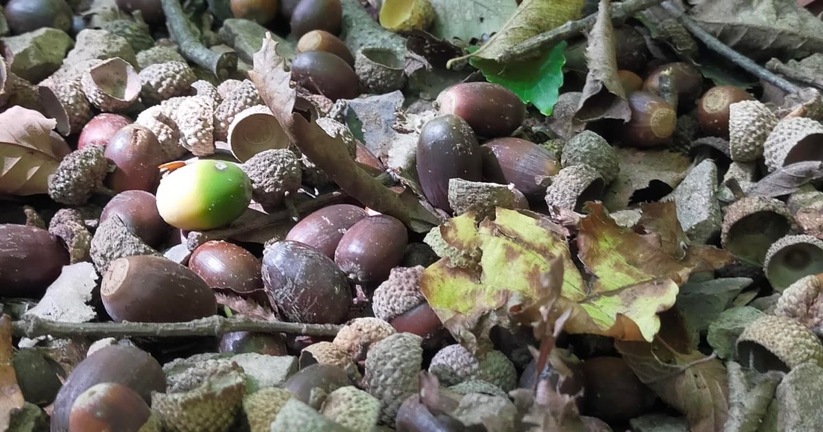 ドングリ マテバシイの実 、電子レンジでチンして食べました - 磯のすーさん あれこれ