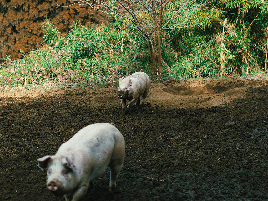 NO.12 炭豚の好きな食べ物放牧豚炭豚ファーム 北海道東川町
