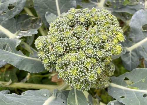 ブロッコリーみなとの野菜大辞典