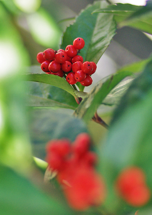 ヤブコウジ - Wikipedia