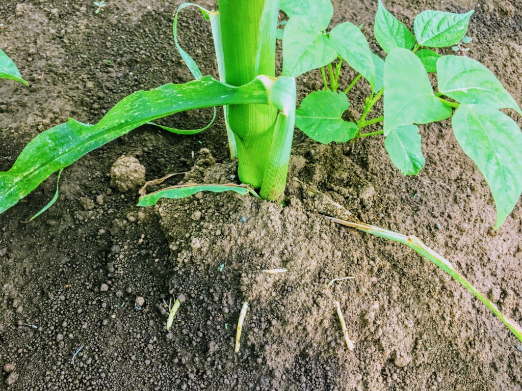 コンパニオンプランツの組み合わせと効果やまむファーム