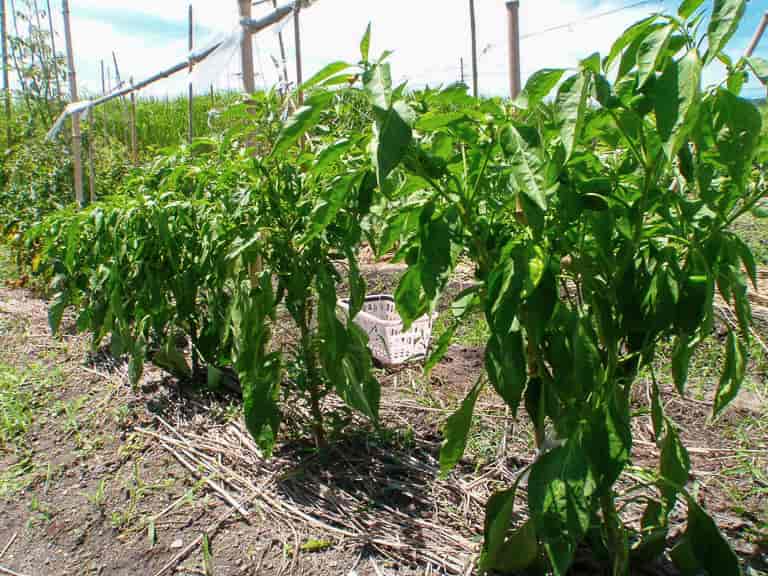 図解付き 家庭菜園でのパプリカ栽培 - 一緒に始めよう！ - YouTube