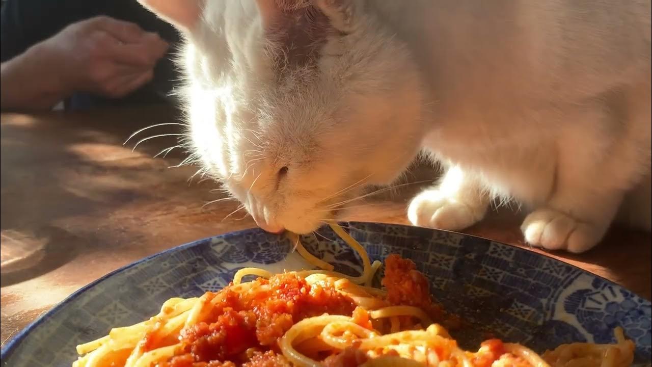 無料のスパゲッティを食べるイラスト素材PNG・フリー 画像 - Pngtree