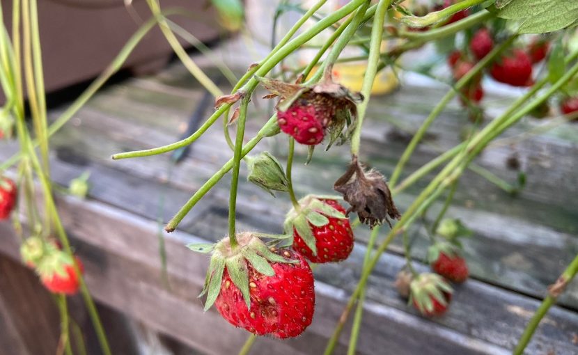 いちご 病気根絶への道 : ベランダ菜園 試行錯誤の森