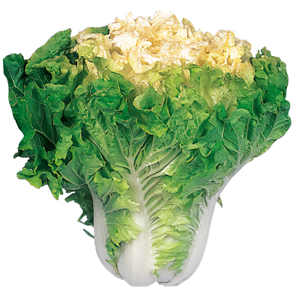 野菜の知識 はくさい <丸果石川中央青果>