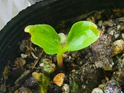 ぶどうの芽？！自産自消・自画自賛