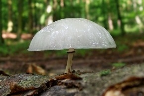 ヌメリツバタケMucidula mucida- Picture Mushroom