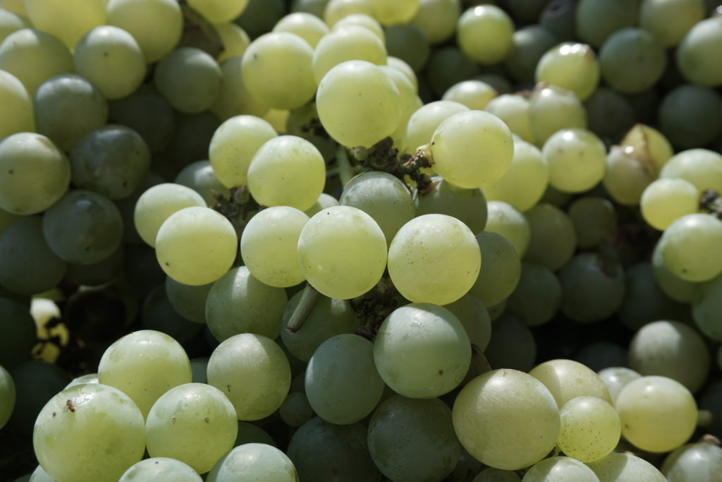 特選ぶどうナイアガラ約4kg 2kg×2箱