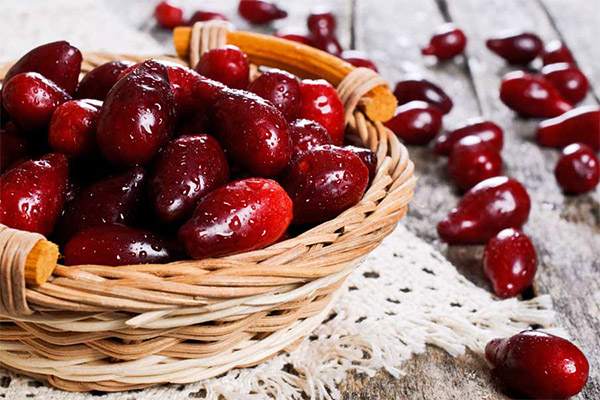 ハナミズキの実は食べられる？有料老人ホーム 柴胡苑 さいこえん 大阪市 此花区